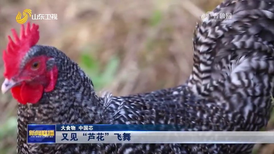 【視頻】大食物 中國芯｜又見“蘆花”飛舞